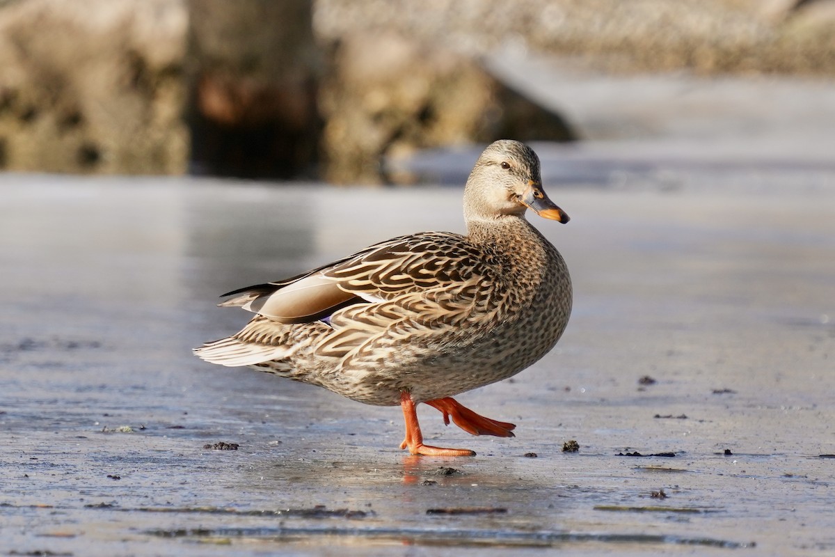 Mallard - ML647541957