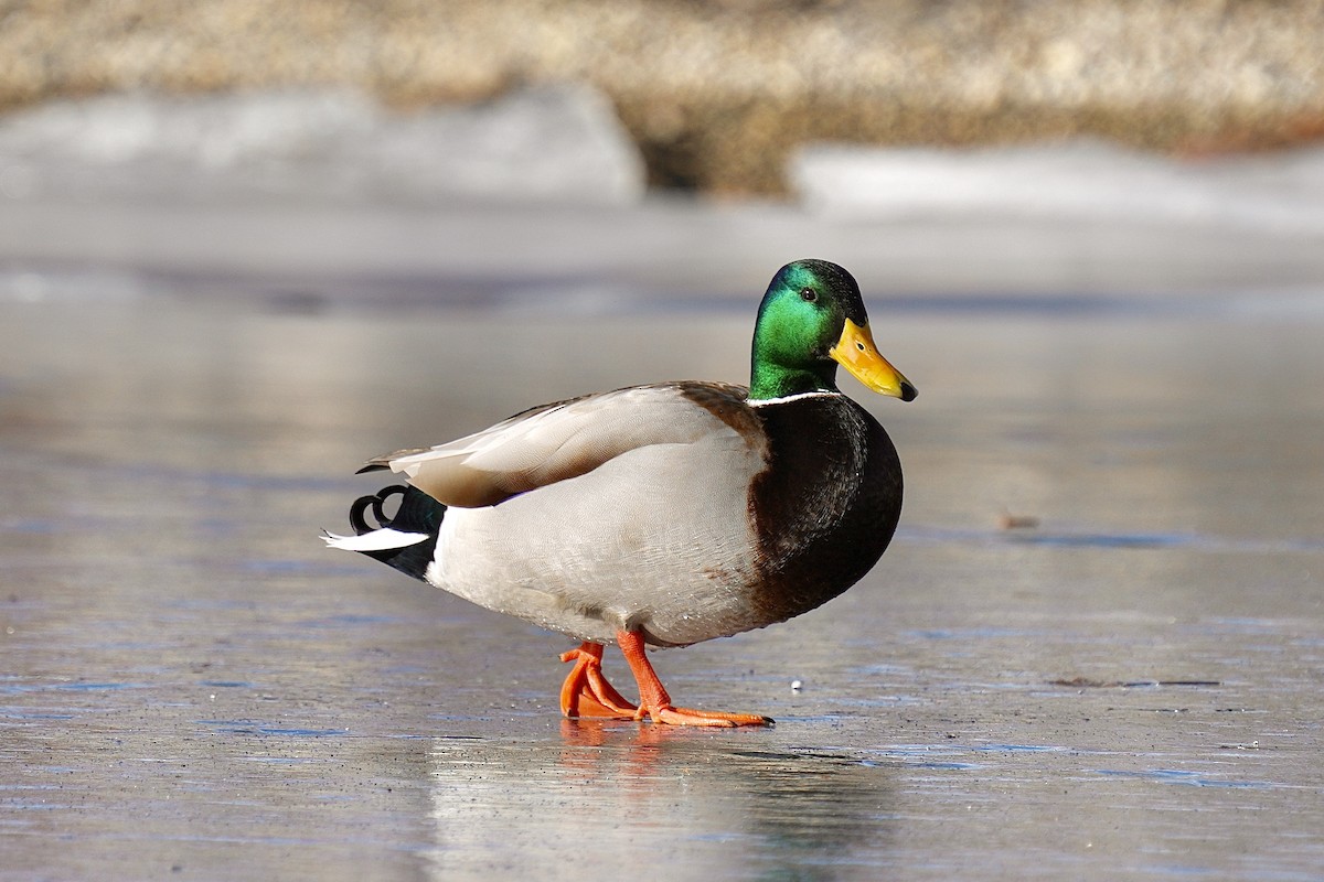 Mallard - ML647541958