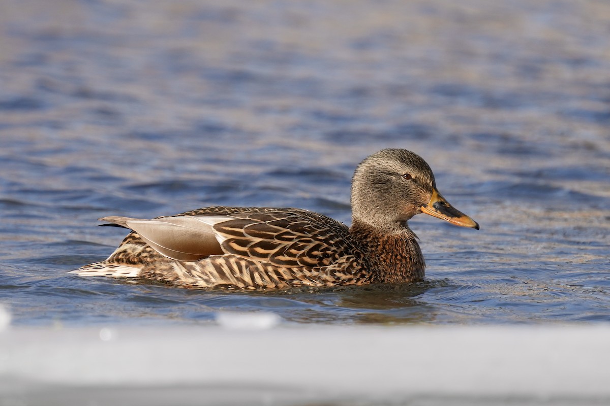 Mallard - ML647541959