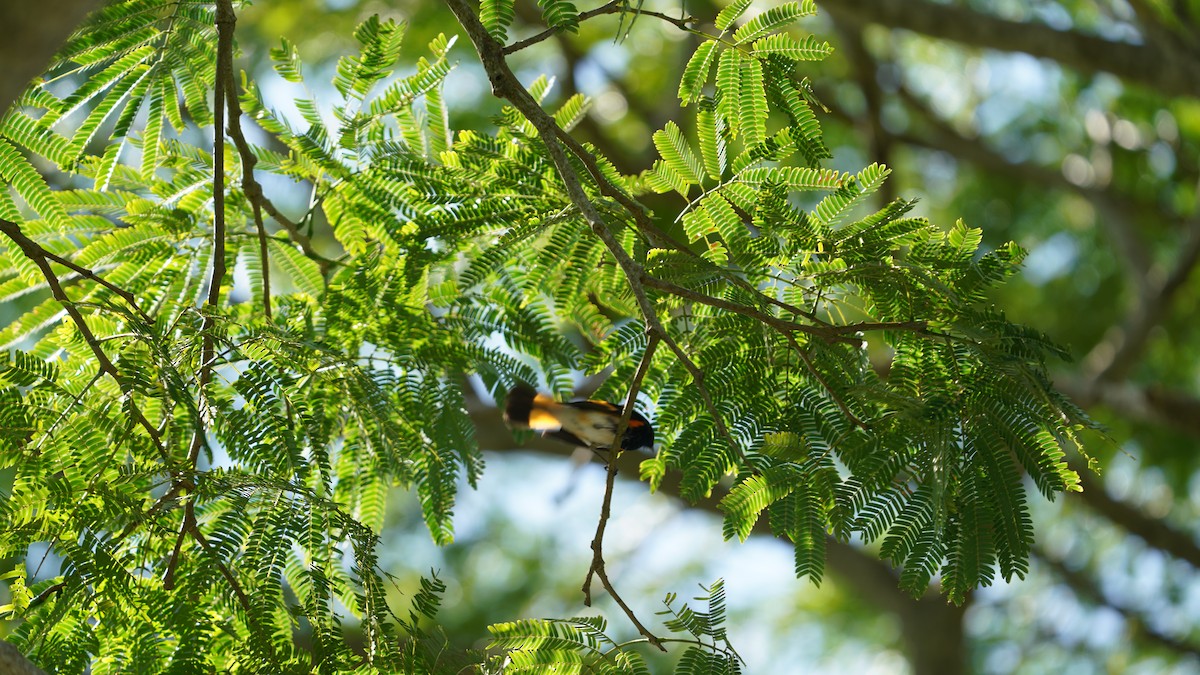 Kızıl Kuyruklu Ötleğen - ML647541962