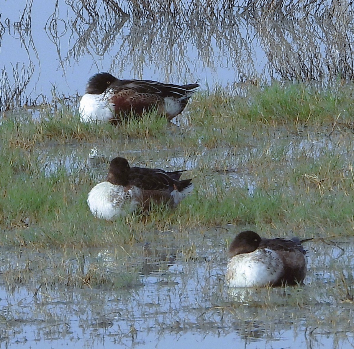 Northern Shoveler - ML647541967