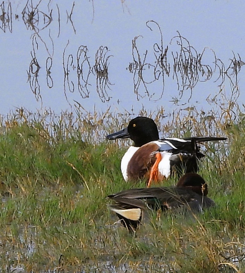 Northern Shoveler - ML647541969
