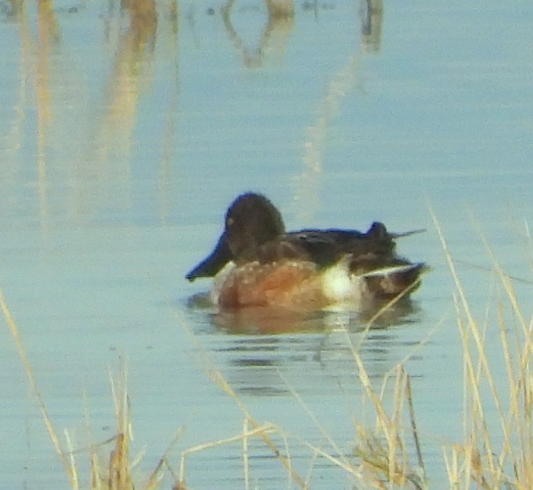 Cuchara Común - ML647541970