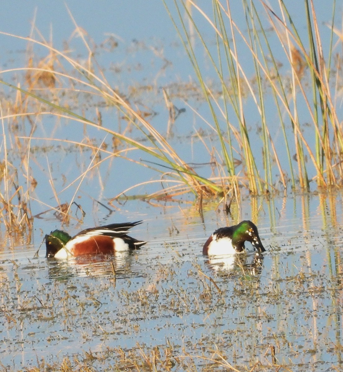 Northern Shoveler - ML647541971