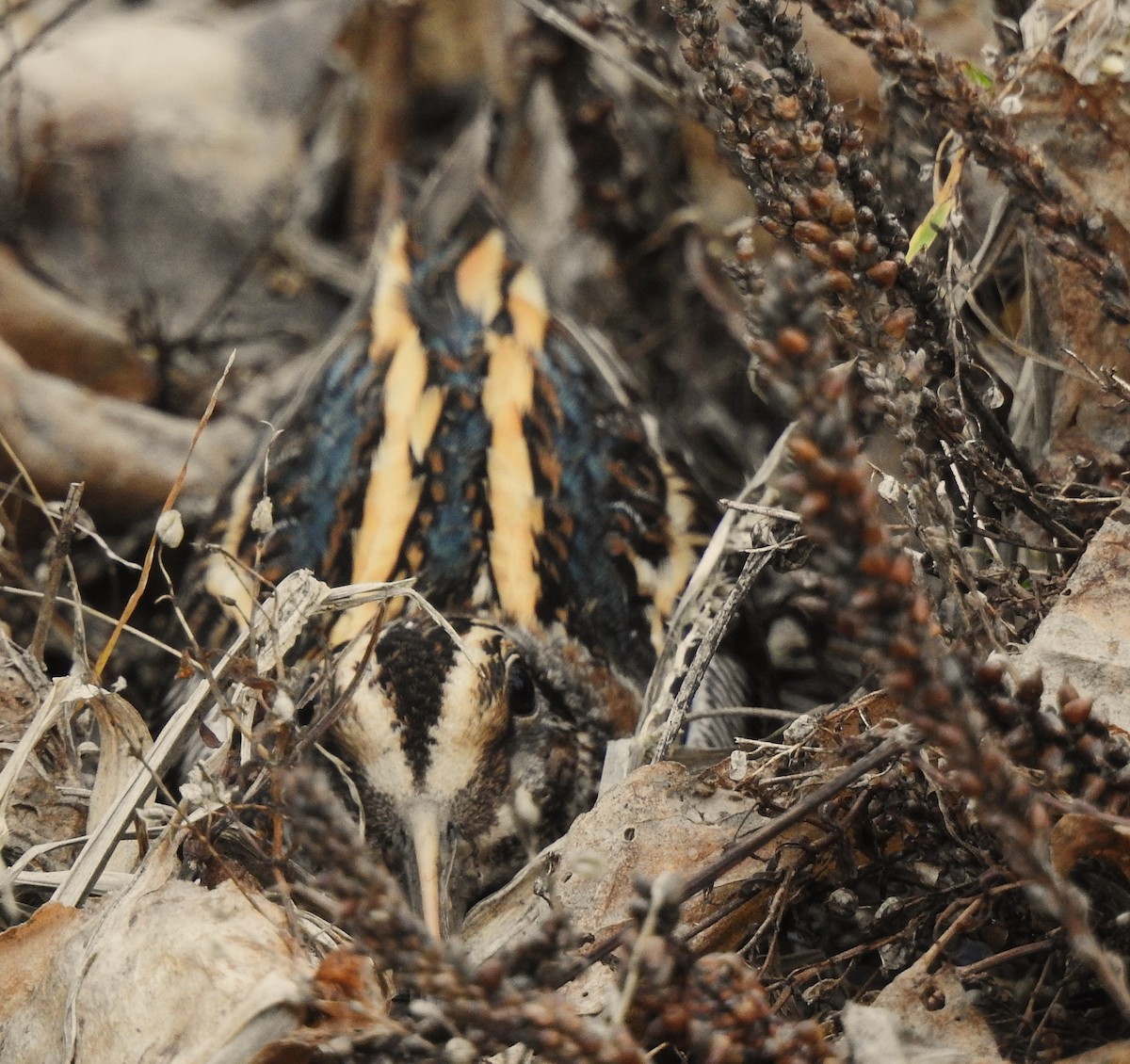 Jack Snipe - ML647541975