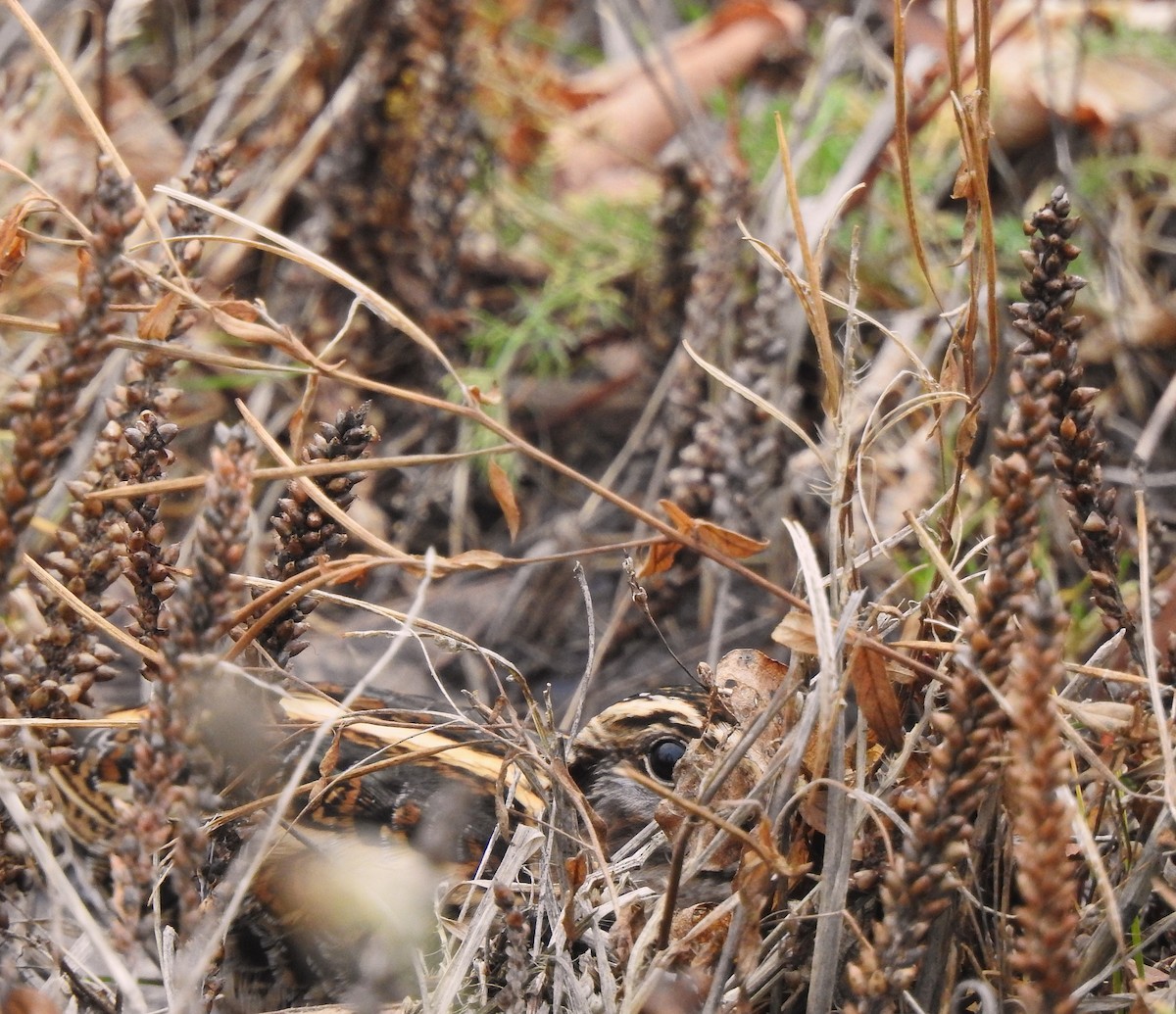 Jack Snipe - ML647541976