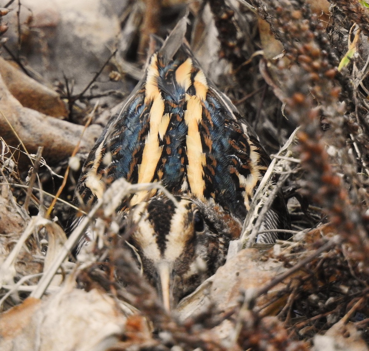 Jack Snipe - ML647541977