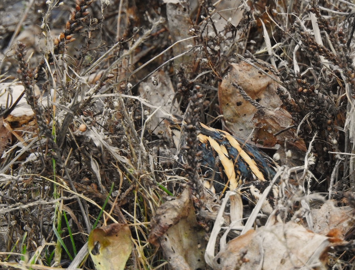 Jack Snipe - ML647541978