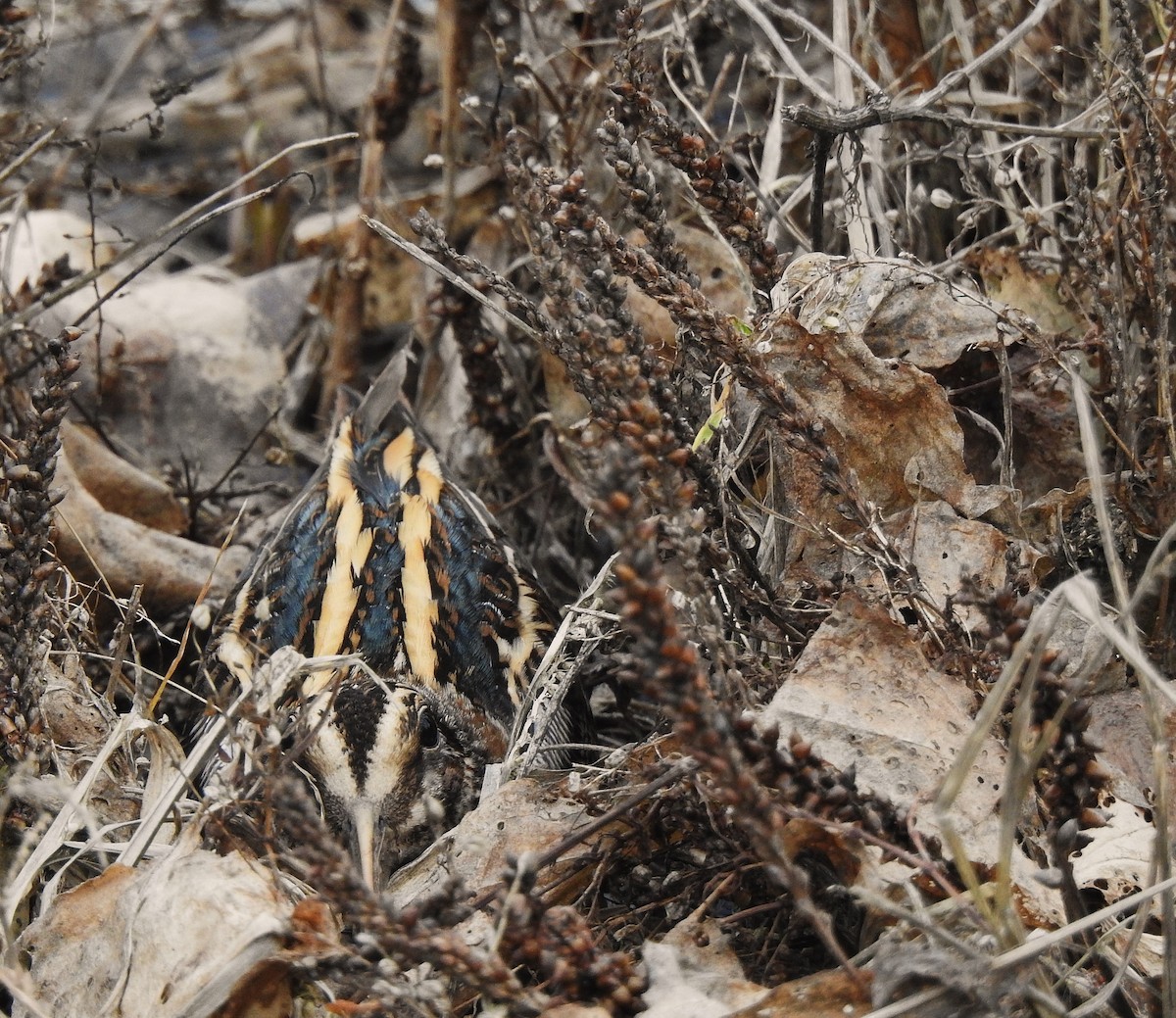Jack Snipe - ML647541979