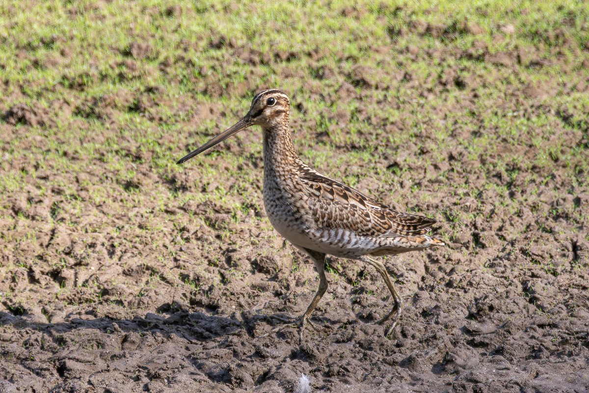 Latham's Snipe - ML647541980
