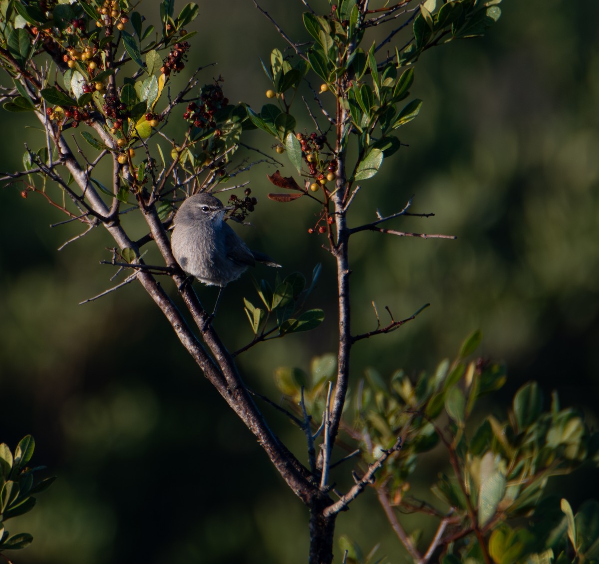 Karoo Scrub-Robin - ML647541984