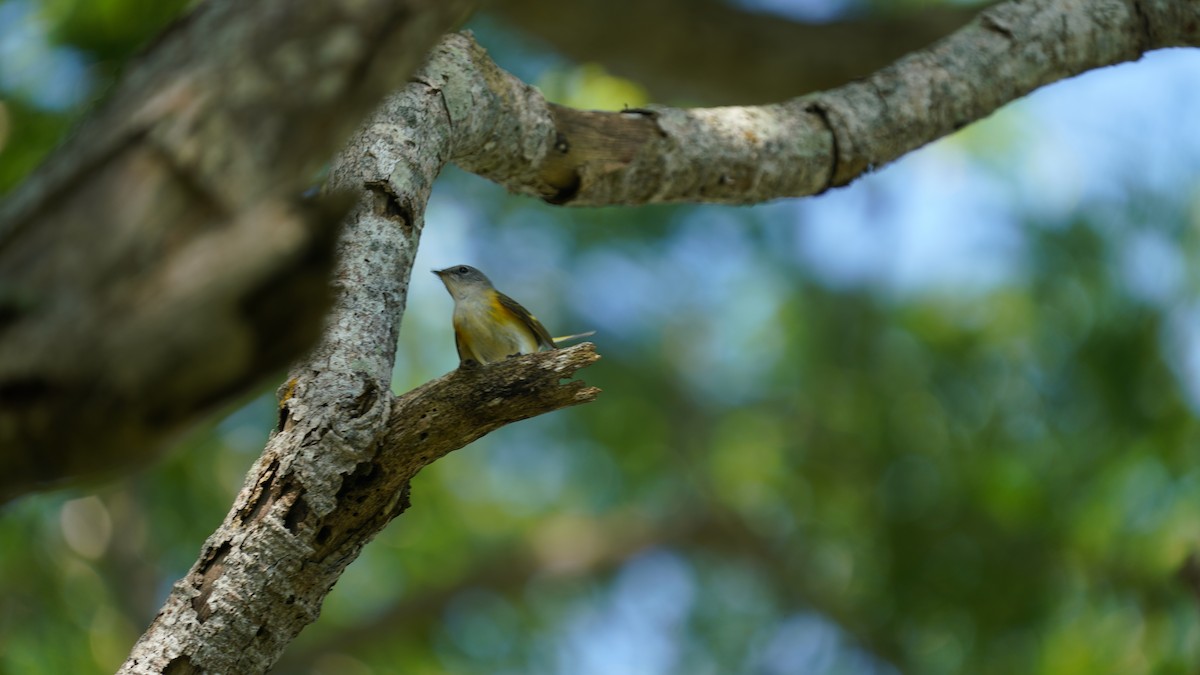 American Redstart - ML647541986
