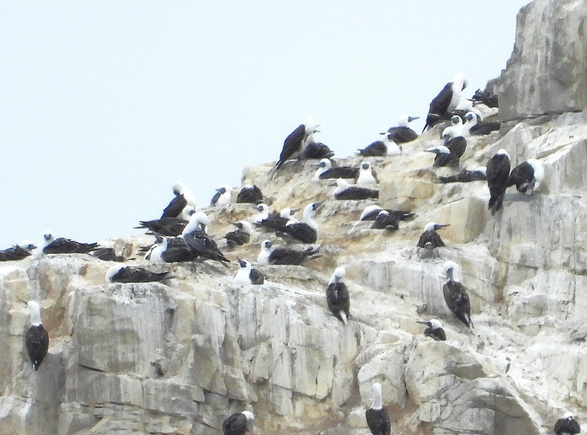 Peruvian Booby - ML647541987