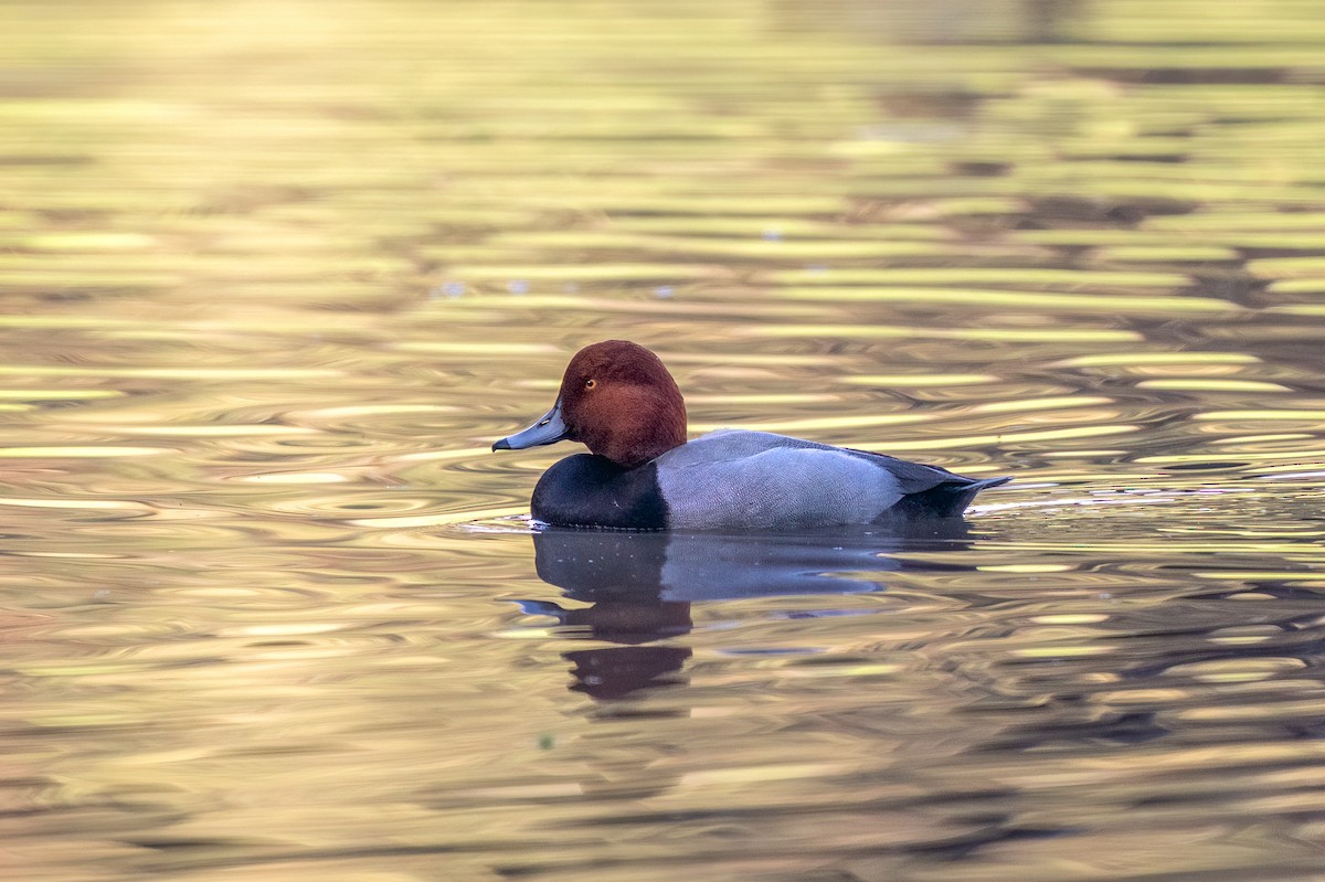 Redhead - ML647541988