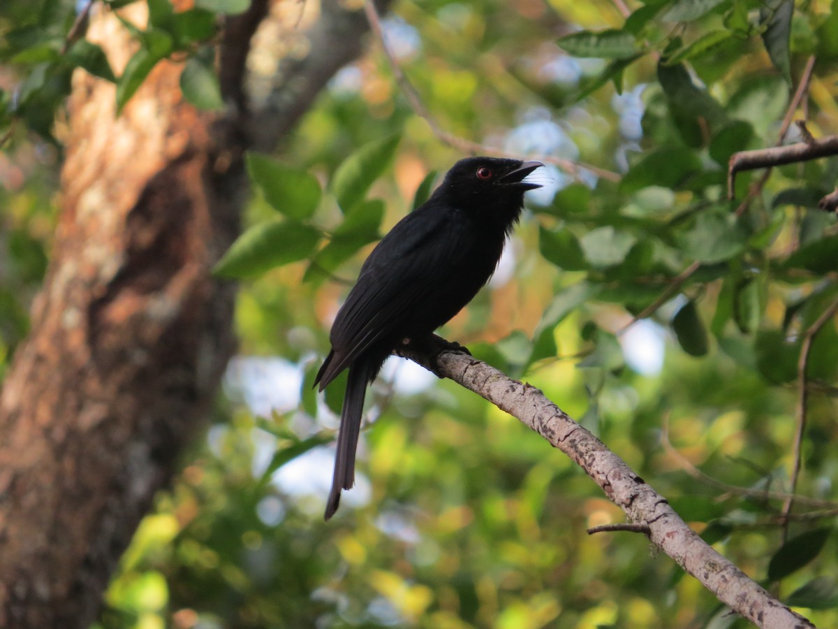Square-tailed Drongo - ML647541989