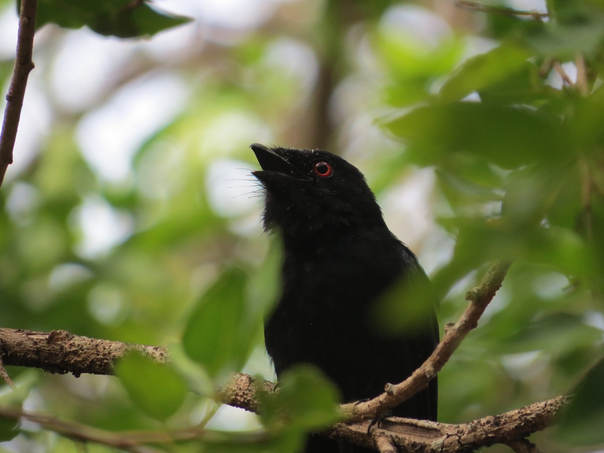 Square-tailed Drongo - ML647541990