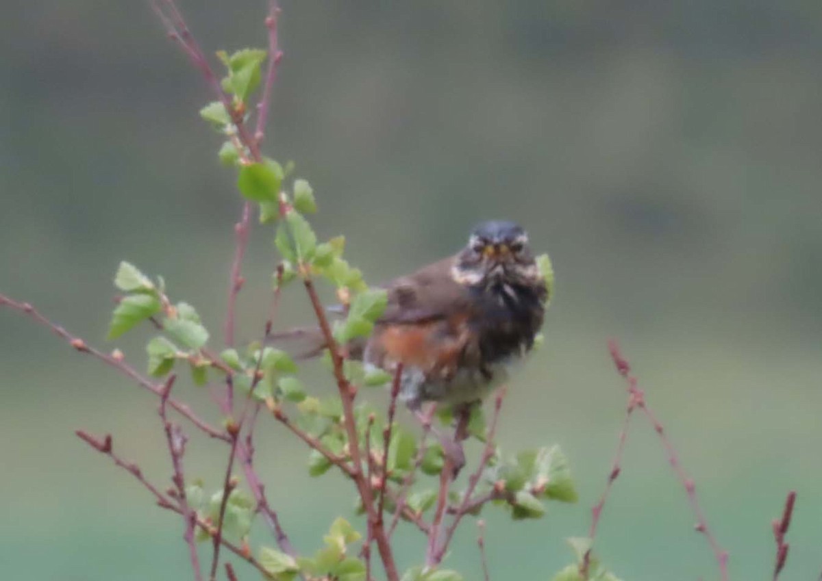 Redwing - ML647541991