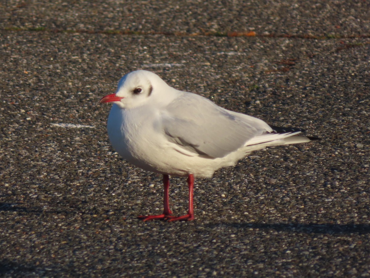 Black-headed Gull - ML647541994