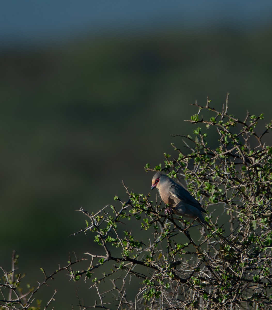 Red-faced Mousebird - ML647541995