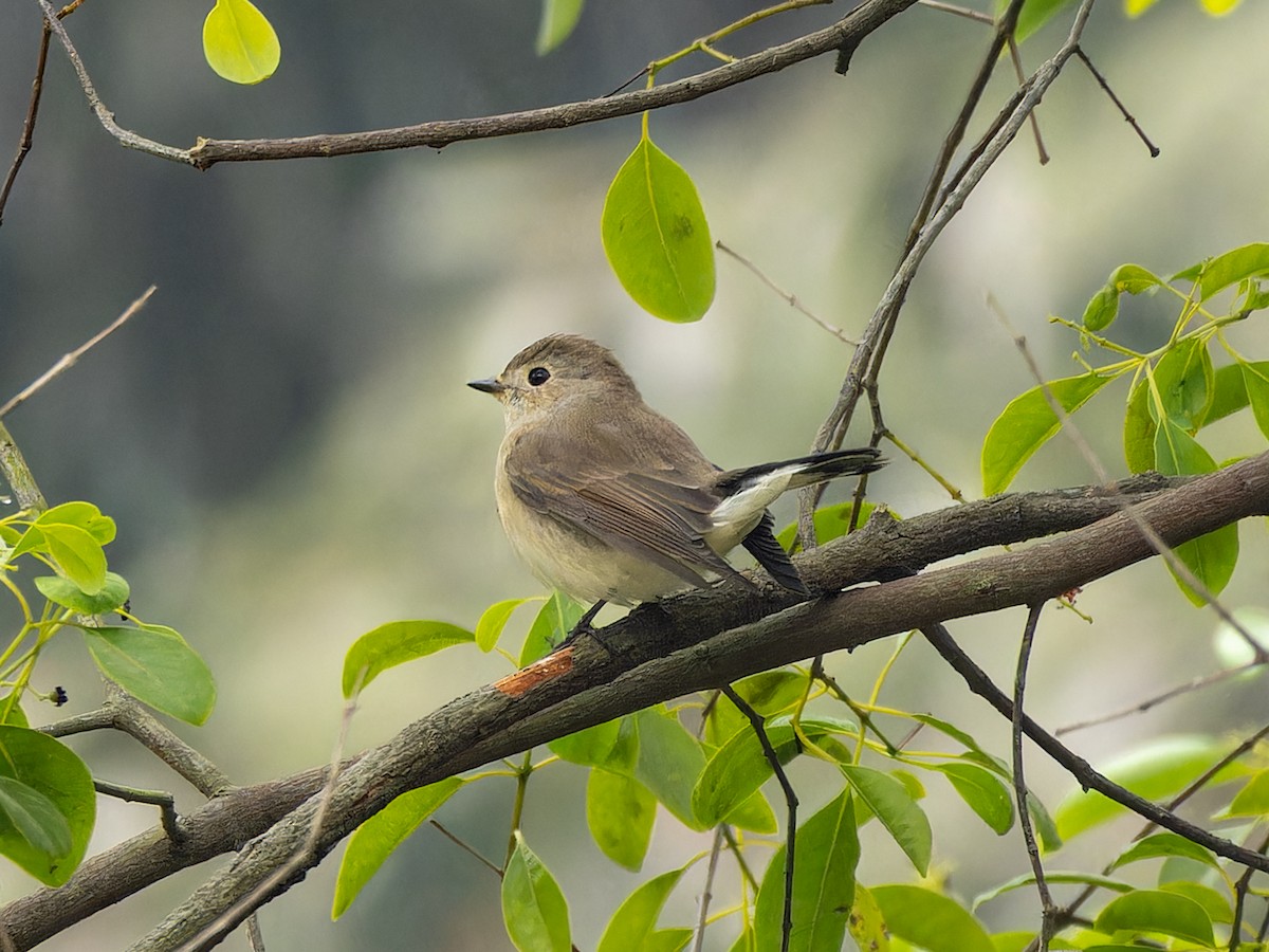 Taiga Flycatcher - ML647541998