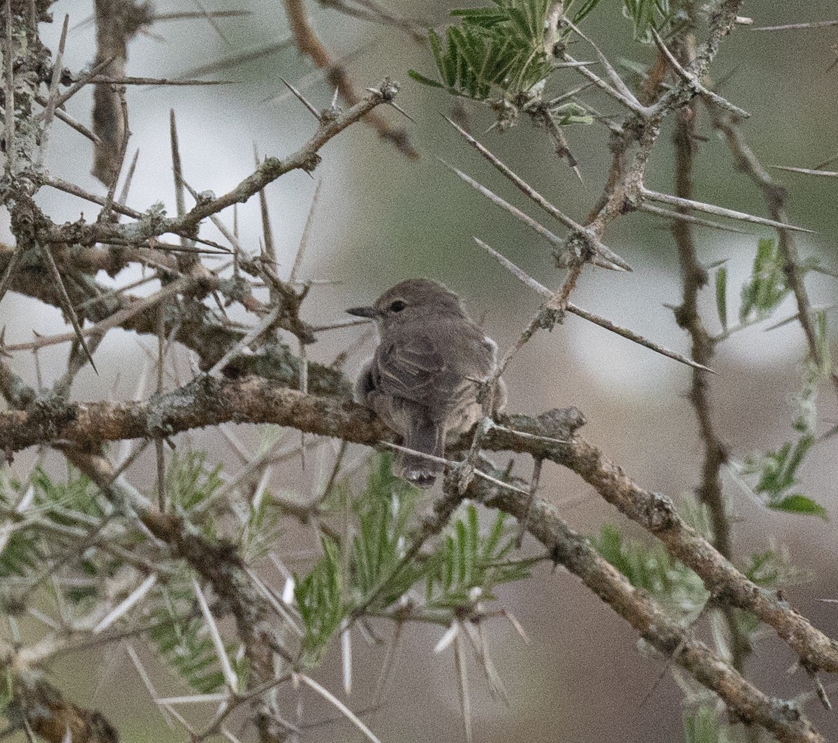 Pale Flycatcher - ML647542003