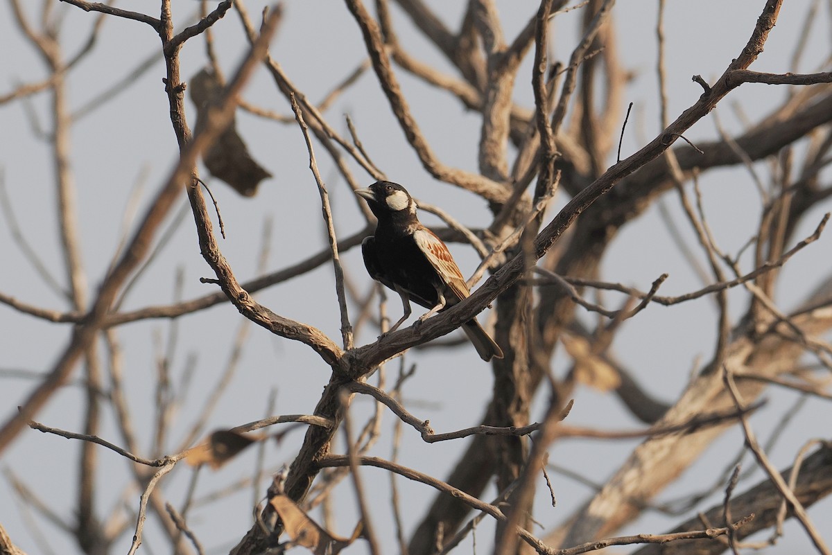 Chestnut-backed Sparrow-Lark - ML647542005