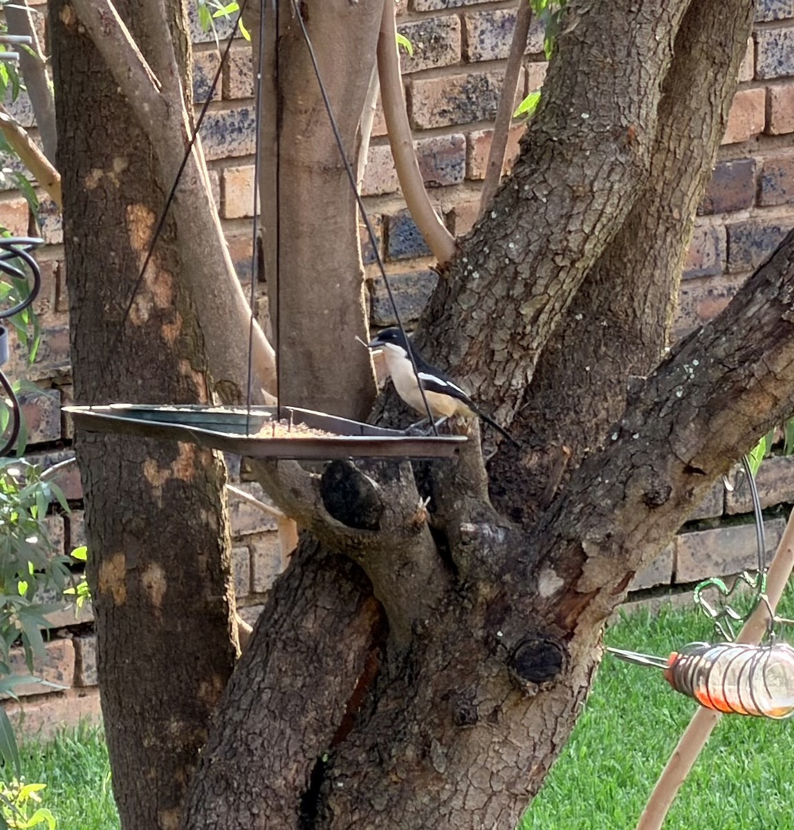 Southern Boubou - ML647542007