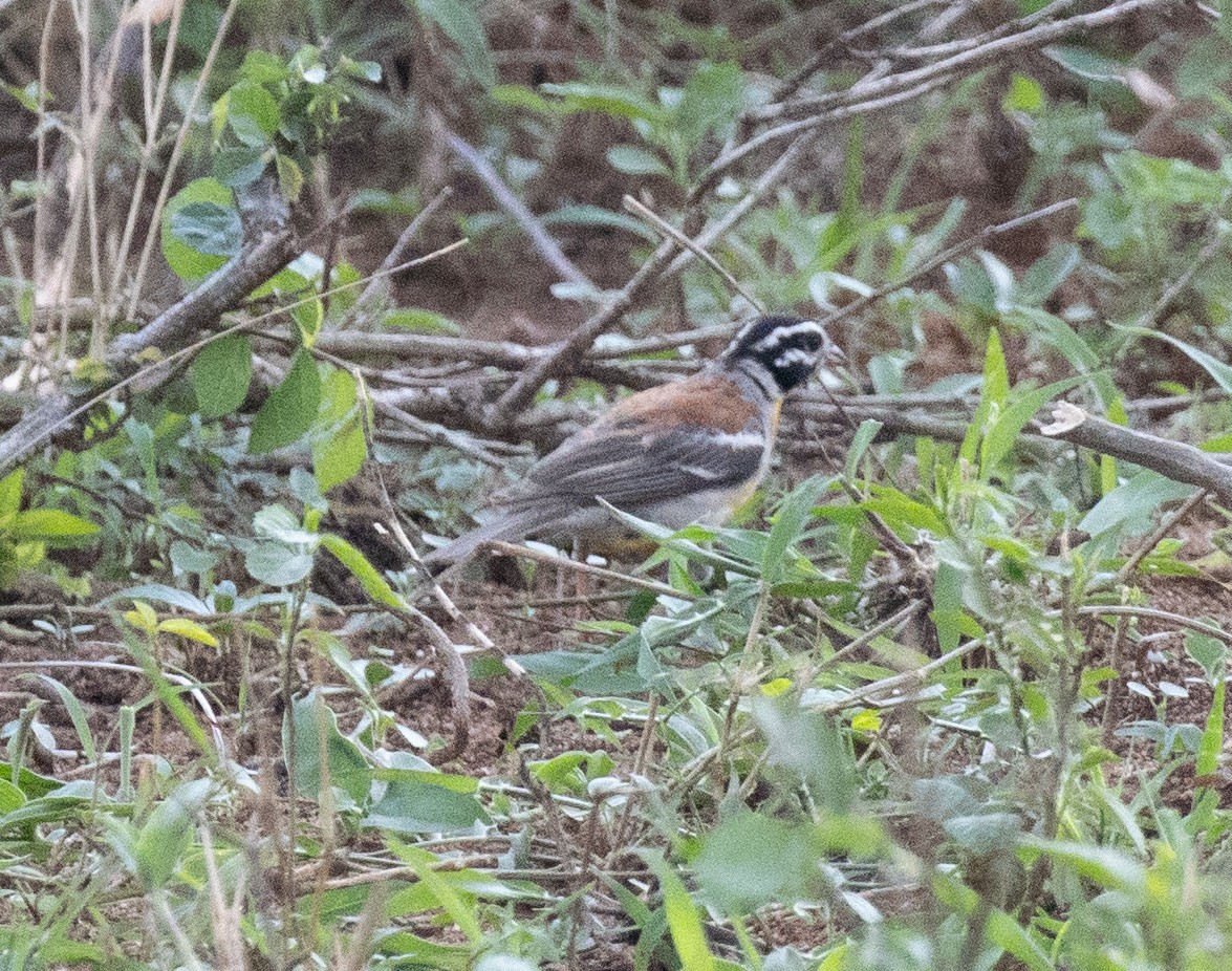 Golden-breasted Bunting - ML647542008