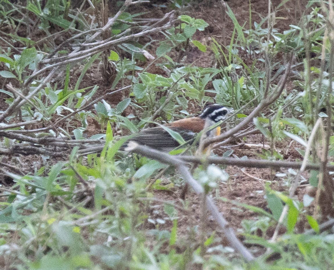 Golden-breasted Bunting - ML647542010