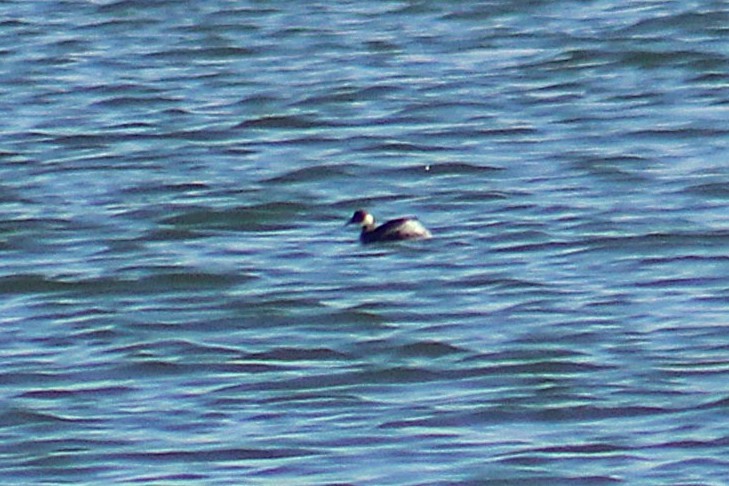 Grèbe à cou noir - ML647542022