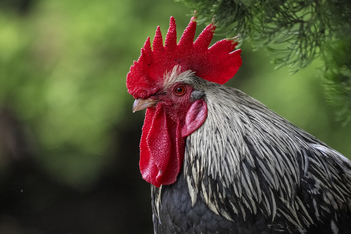 Курка банківська (свійська) - ML647542039