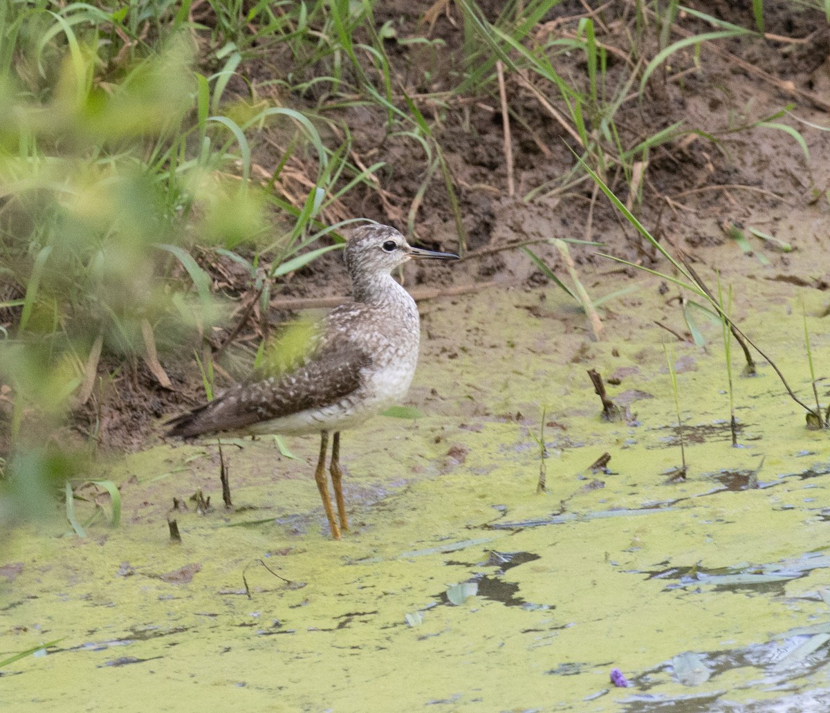 vodouš bahenní - ML647542043