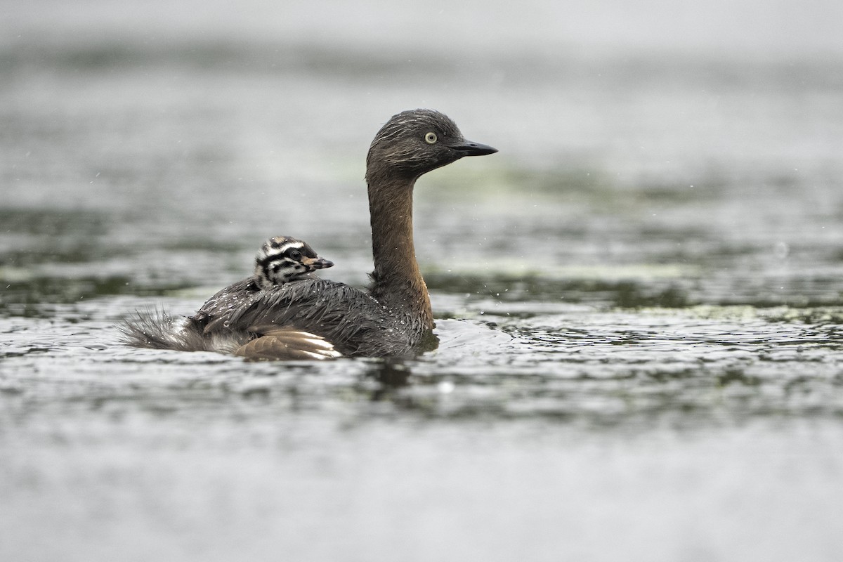 Пірникоза новозеландська - ML647542046