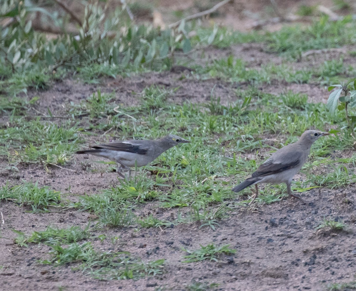 Wattled Starling - ML647542050