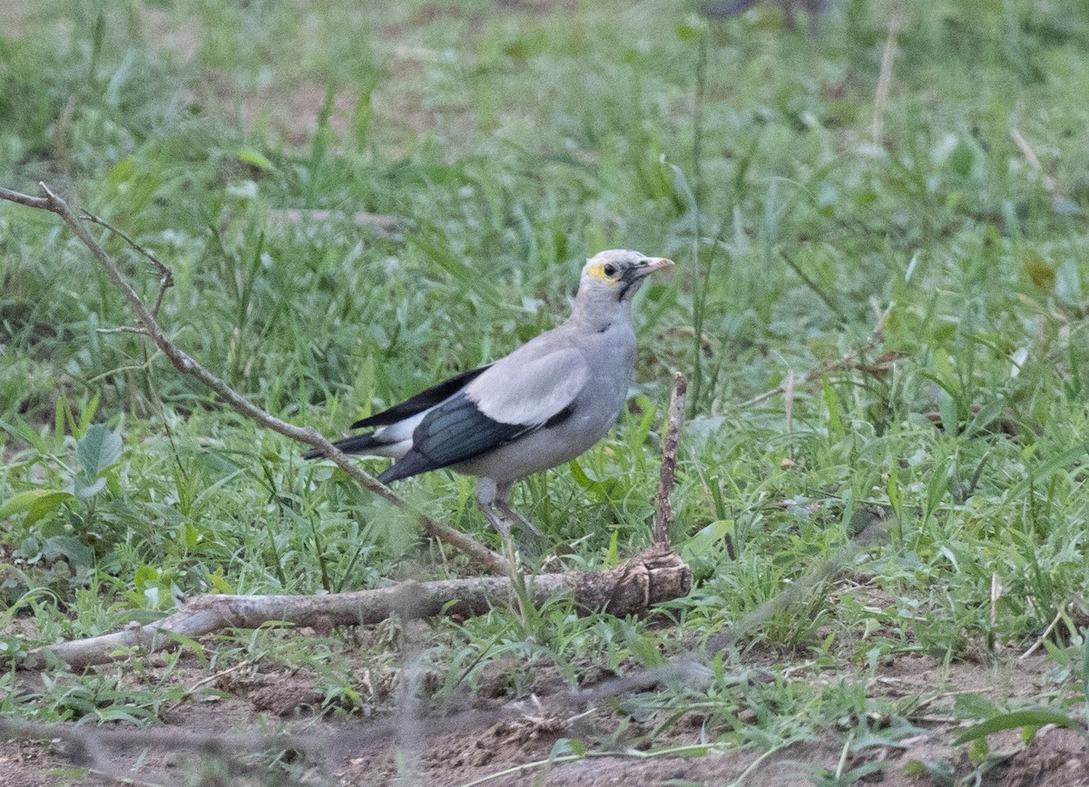 Wattled Starling - ML647542051