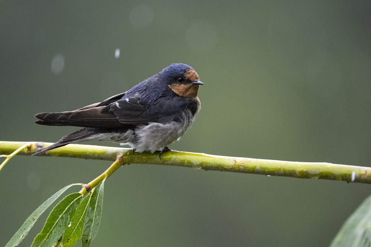 Ластівка австралійська - ML647542053