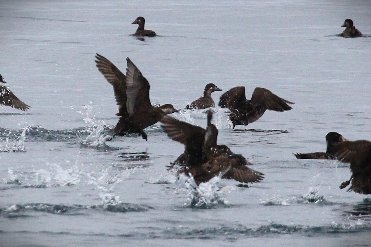 amerikasvartand - ML647542057