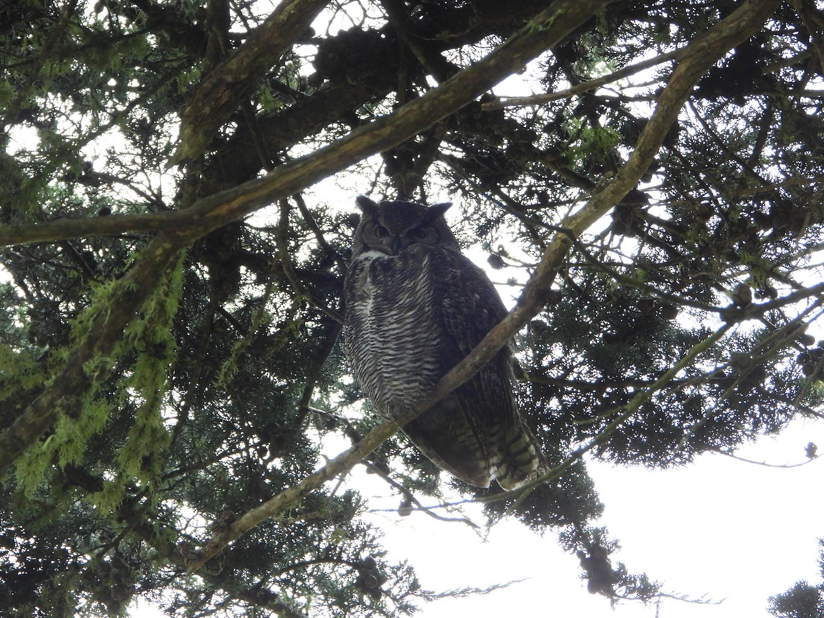 Great Horned Owl - ML647542058