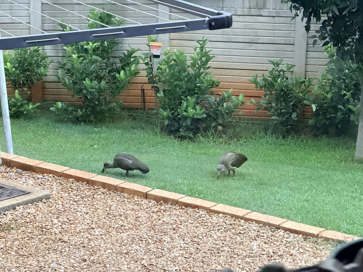 Hadada Ibis - ML647542066