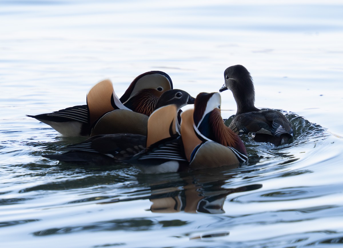 Mandarin Duck - ML647542072