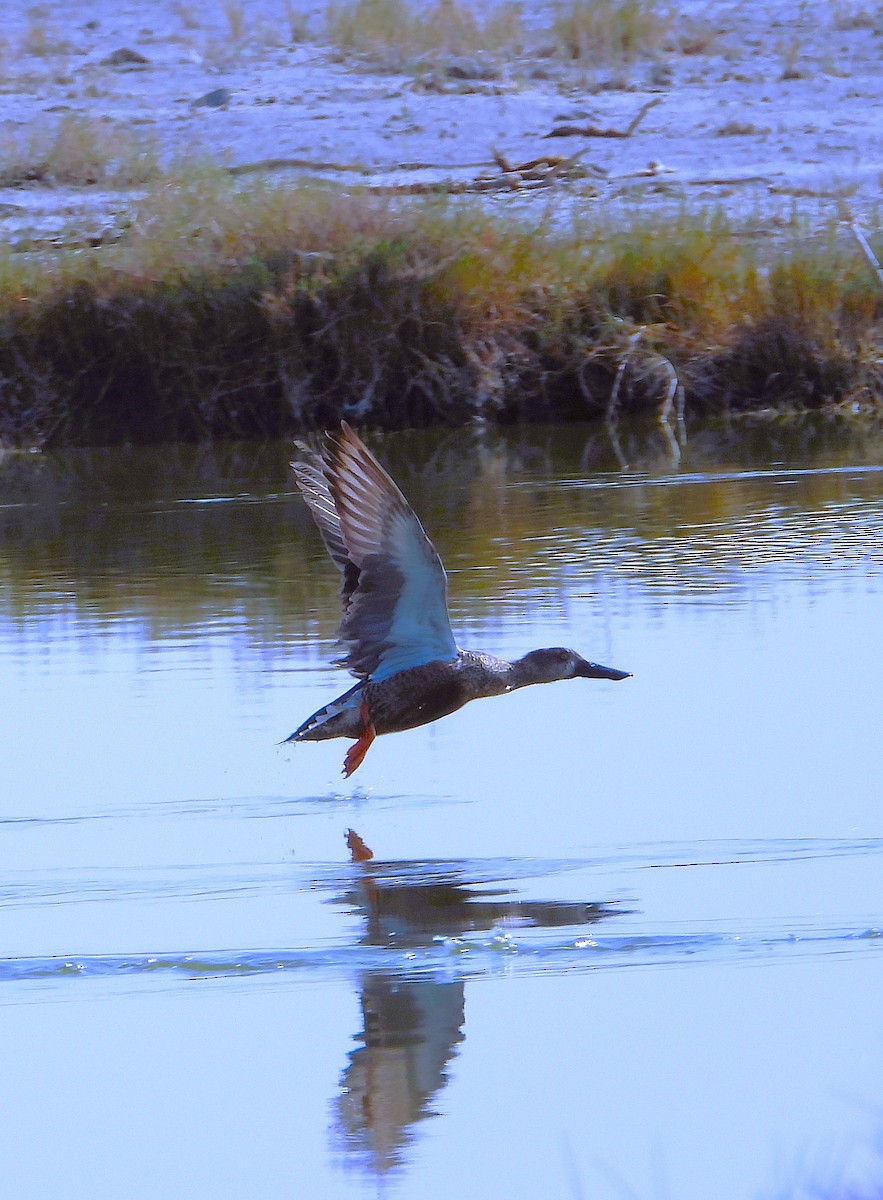 Cuchara Común - ML647542116