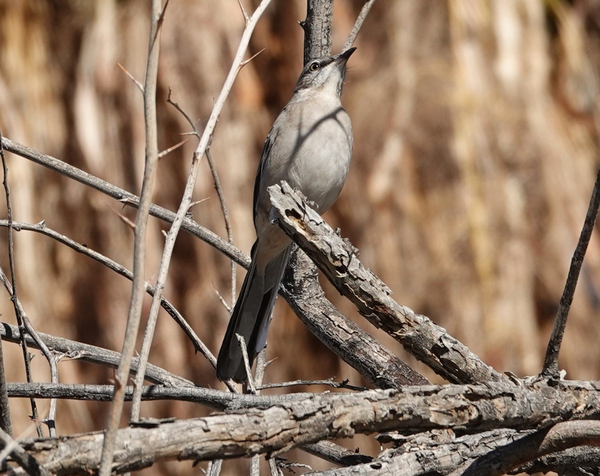 Northern Mockingbird - ML647542132