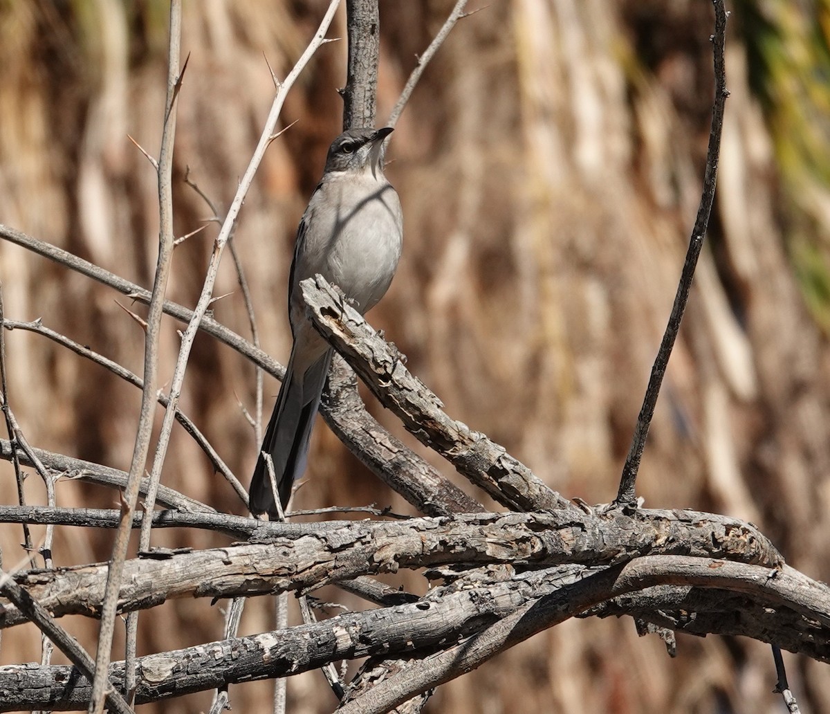 Northern Mockingbird - ML647542133