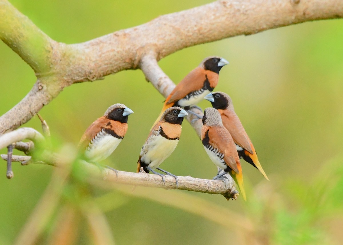 Chestnut-breasted Munia - ML647542143