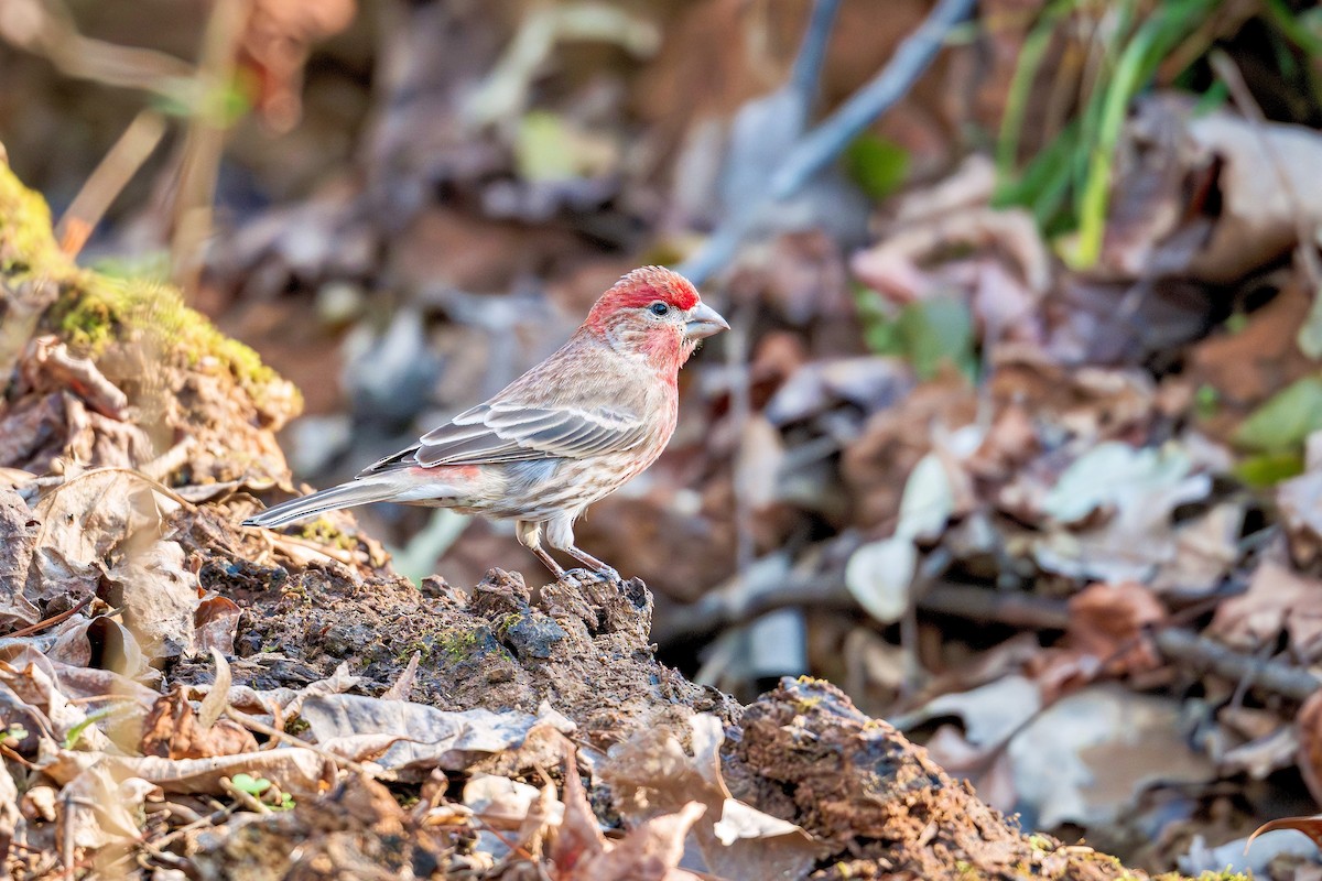 House Finch - ML647542145