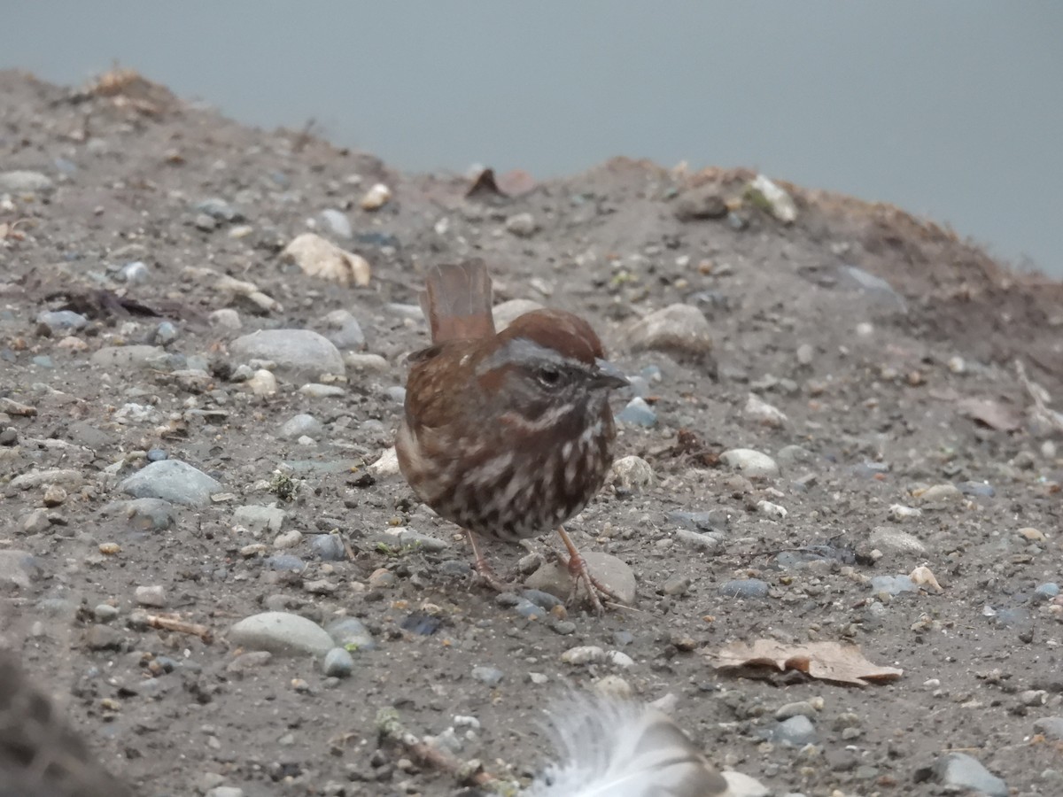 Song Sparrow - ML647542147