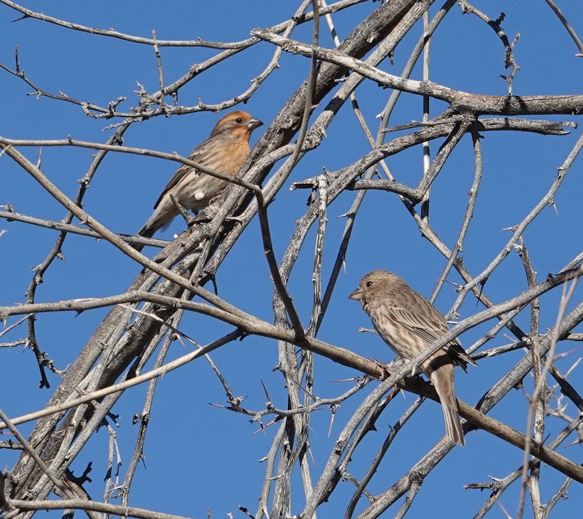 House Finch - ML647542149