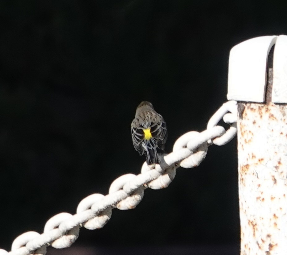 Yellow-rumped Warbler - ML647542151
