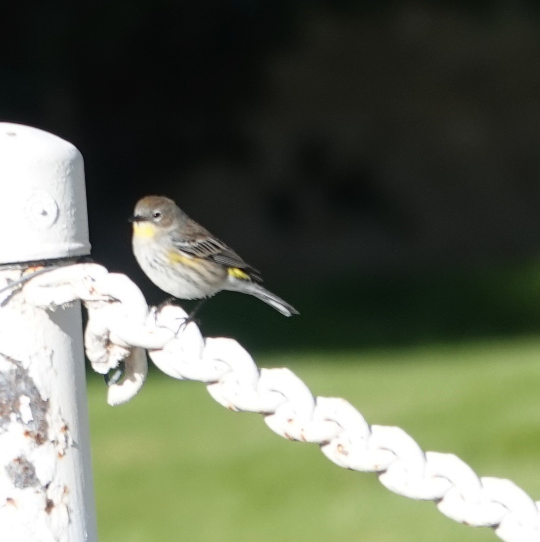 Yellow-rumped Warbler - ML647542152