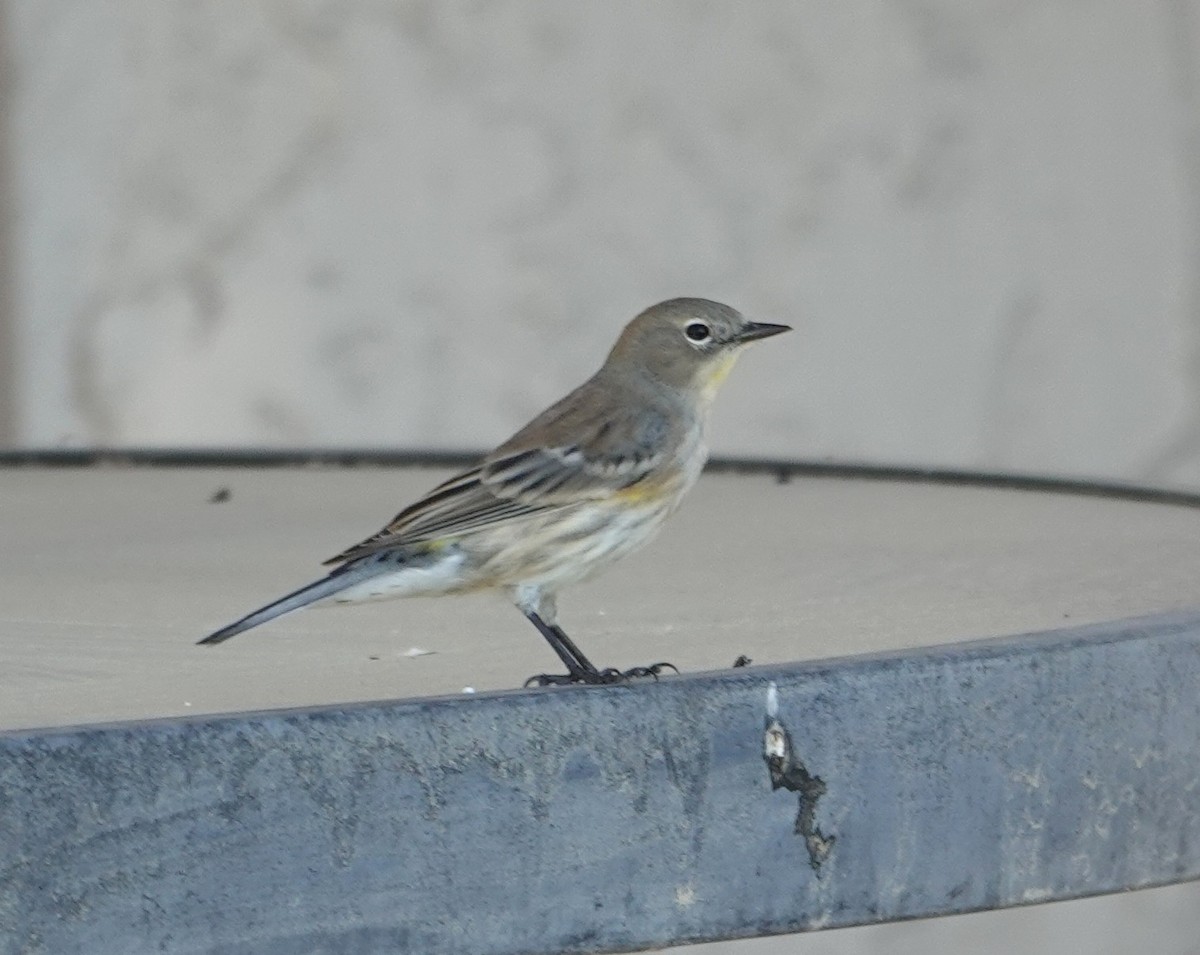 Yellow-rumped Warbler - ML647542153